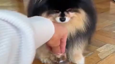 Ultimate Cute And Funny Dog Videos