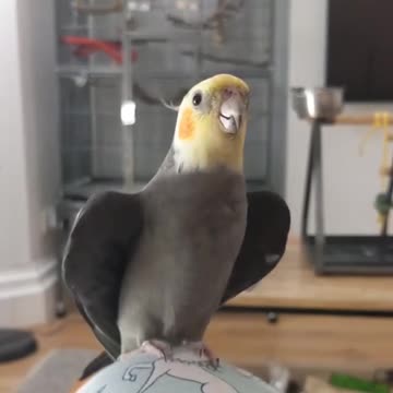 Cocktail bird sings a wonderful voice with musical musical, amazing