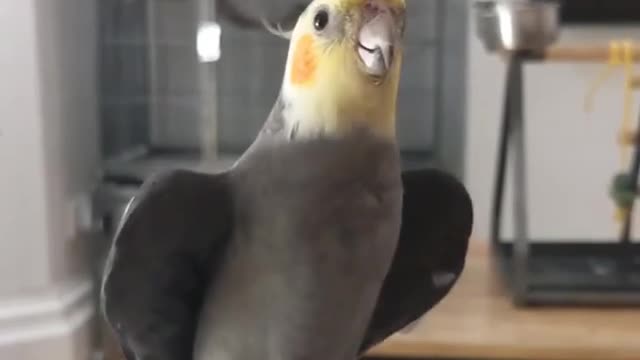 Cocktail bird sings a wonderful voice with musical musical, amazing