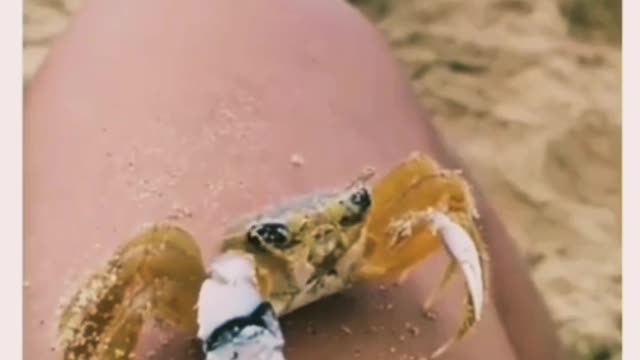 Satisfying World best video animal, cute video