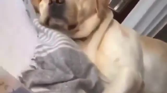 This is Why we need a Dog in our Life, Funny Video