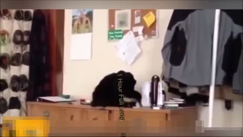 funny cat videos so cute and adorable