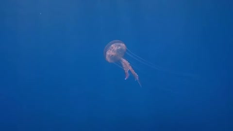 Jelly fish at akrortiri cyprus