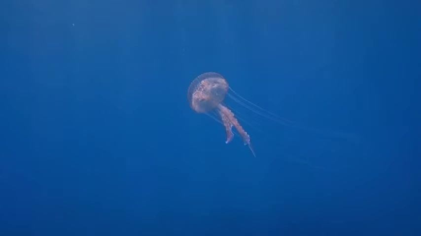 Jelly fish at akrortiri cyprus