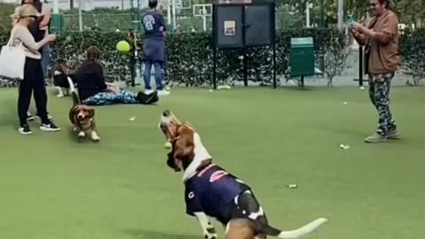 New. Cute best dog video