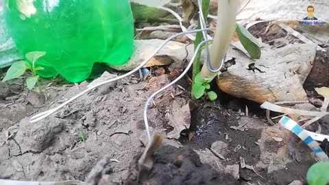 Watering plants with a bottle of water