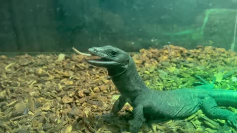 Baby Black Dragon Asian Water Monitors