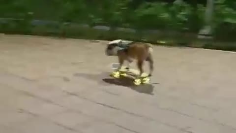 Skateboarding Bulldog.