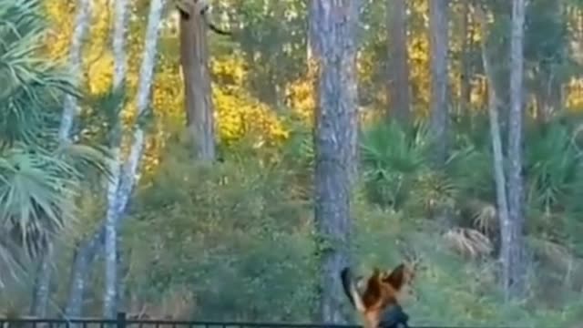 How to hunt a dog Big jump