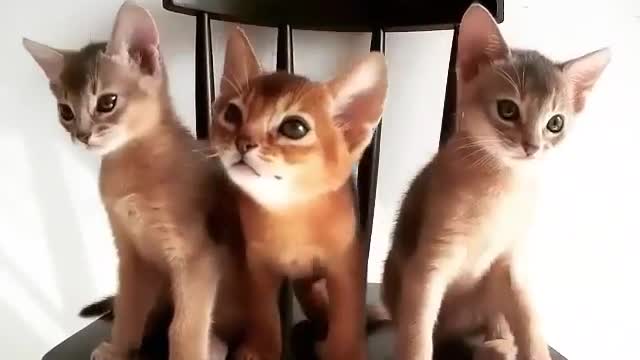 3 kittens who love listening to music, super cute