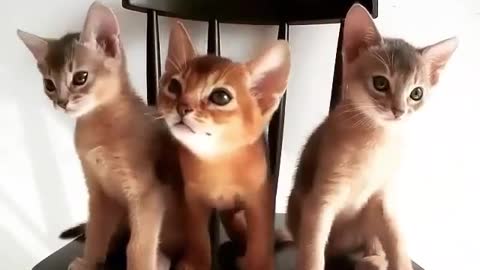 3 kittens who love listening to music, super cute