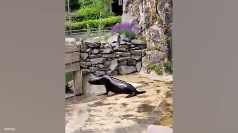 Funny animal