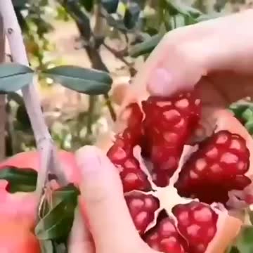 How to cut a pomegranate
