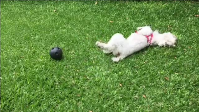 Top 5 cute puppy video clips cute moment video clips
