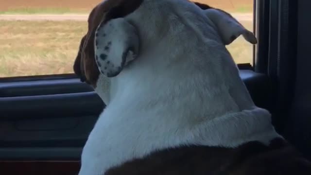 Flying Bulldog!