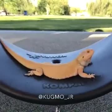 This pet lizard lives in a real-life