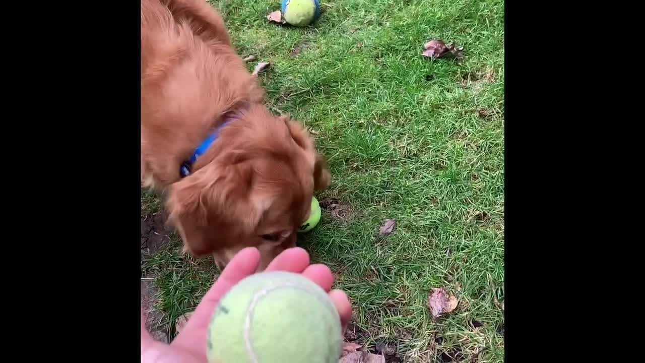 Golden Retriever makes a wise choice