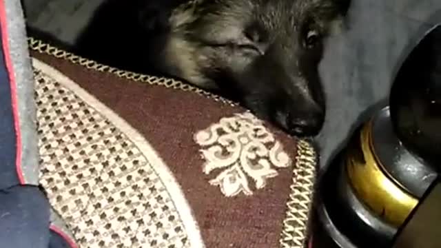 German Shepherd Puppy Long Coat | Cute Puppy | Gsd Puppy - Laddu