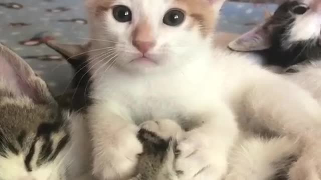 Cute peppie Cat