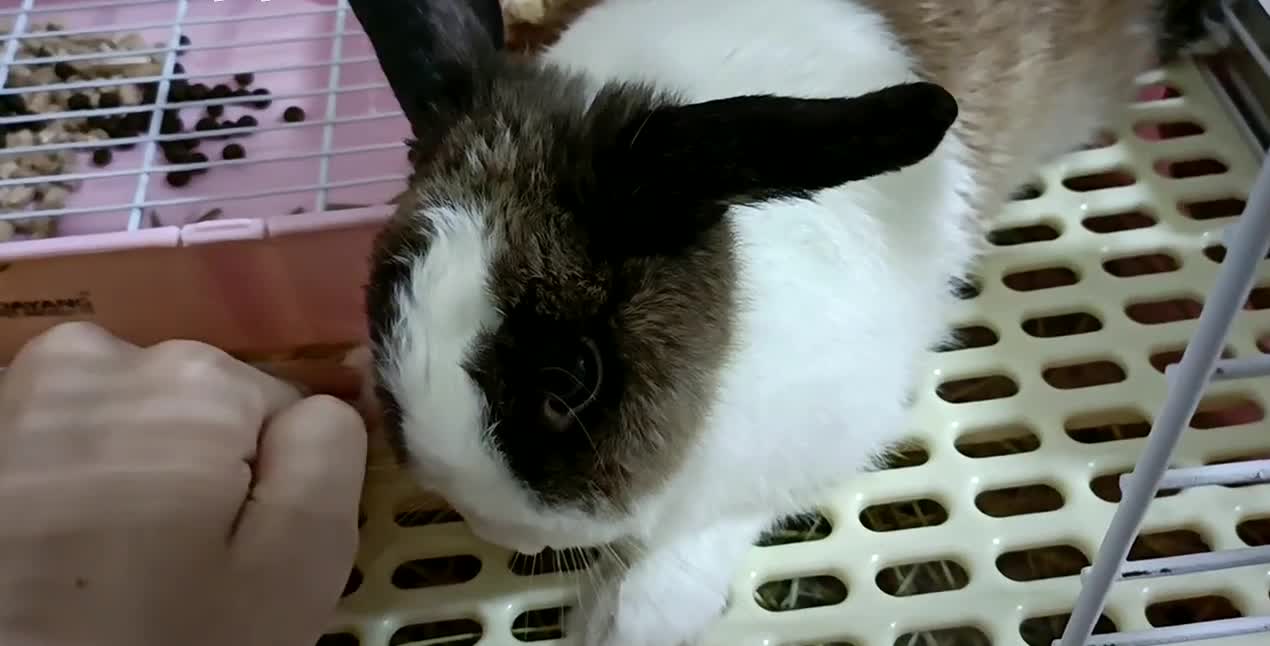 The little rabbit whose right hand is touched but only licks his left hand.