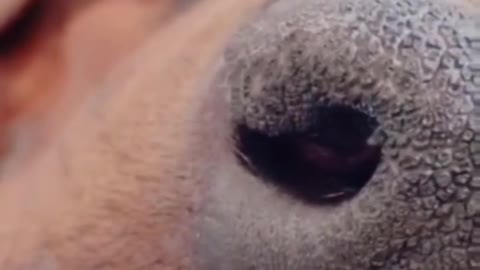 Cute animals videos