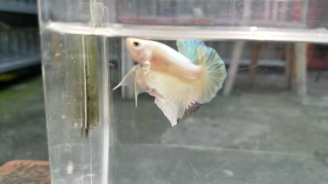 Plakat betta fish gold