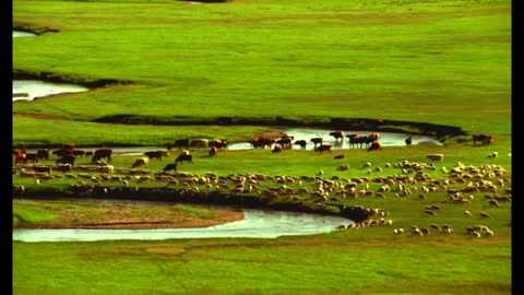 The beauty of the prairie 1