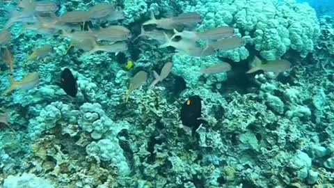 oceanlover#underwater