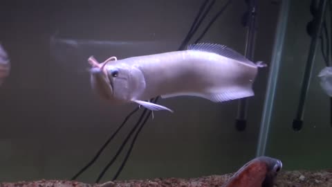 24" Arowana eats a rat