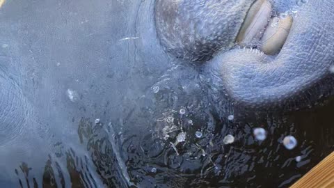Found a new dive partner, a Sea Cow