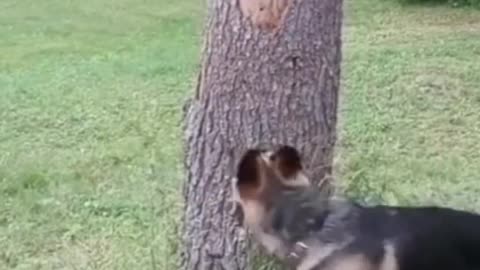 One me, one dog, we're all single dogs
