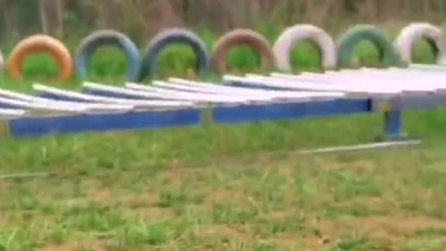 Does any dog can jump farther