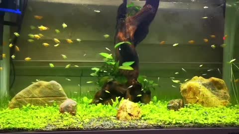 swimming around