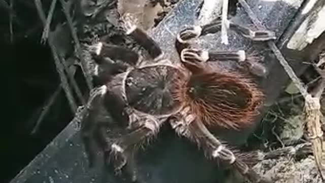 Aranha enorme em uma madeireira no Mato Grosso