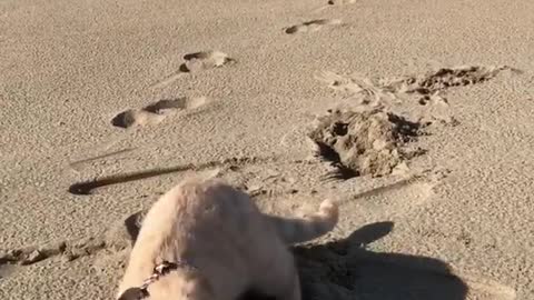 happy cats - jura playing at the beach