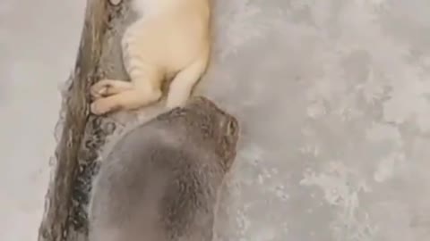 OMG Big rat crosses a Cat_try not to laugh #funnycat #cats