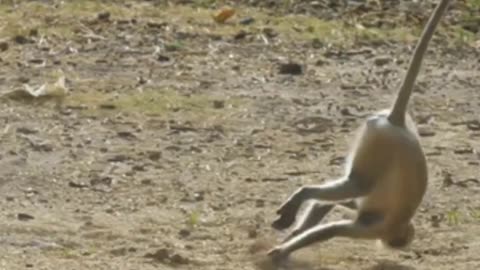 cute and funny monkey videos