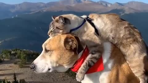 Cute Kitty and Dog stong relationship Never End Cat Dog videos