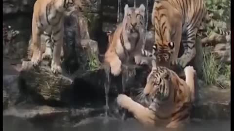 Funny Tigers Animal Bathing And Playing