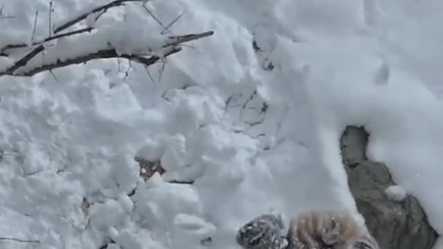 panda kids playing in the snow