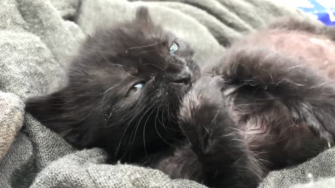 Black kitten cleaning its paws