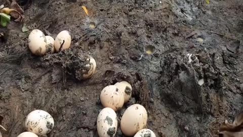 Wow! Fish egg movement