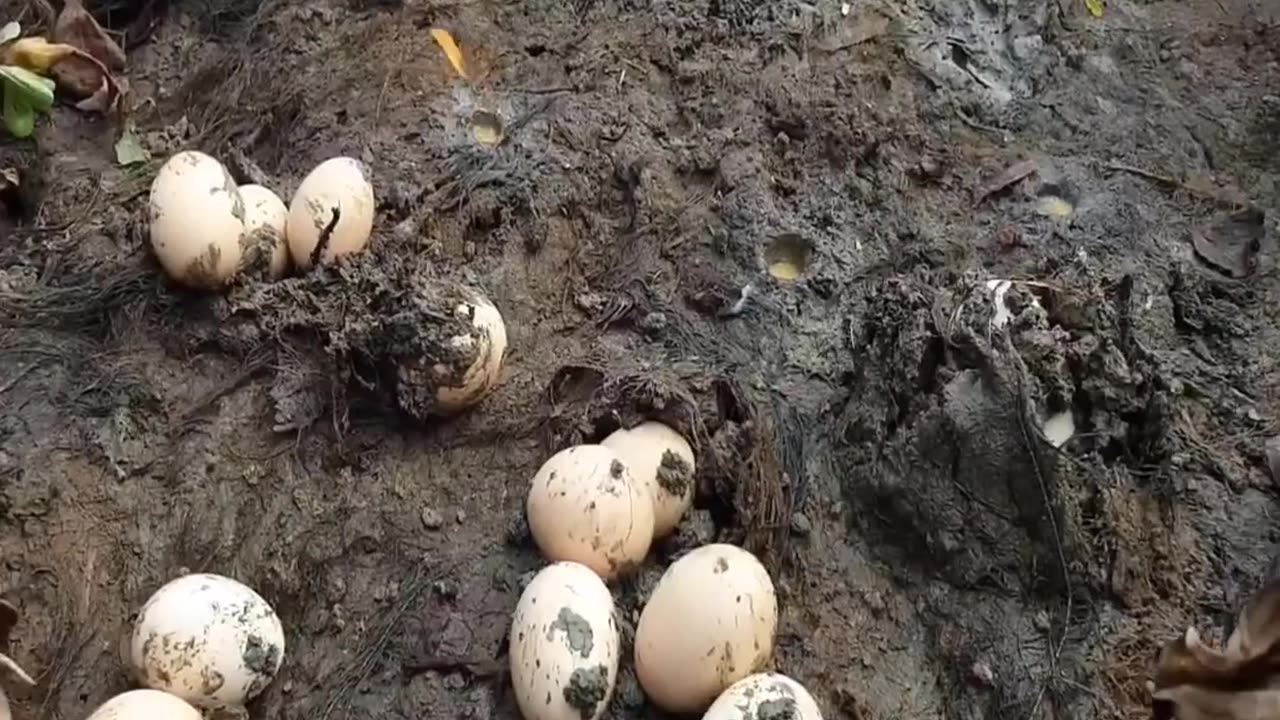 Wow! Fish egg movement