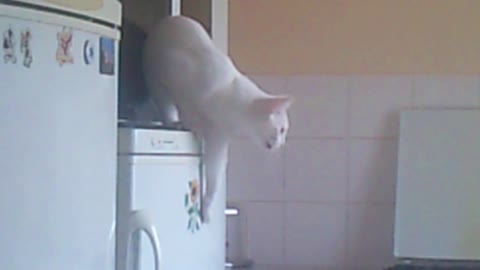 cat attack