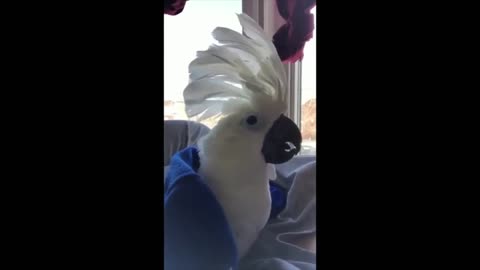 BARKING COCKATOO VIDEO