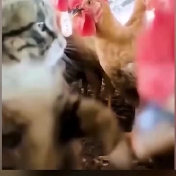 Funniest pets😁😁