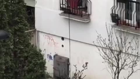 Dog pulled up onto the balcony during coronavirus lockdown