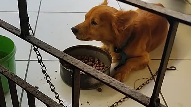 Cute dog eating and lying down