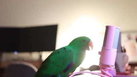 Parrot whisper on microphone