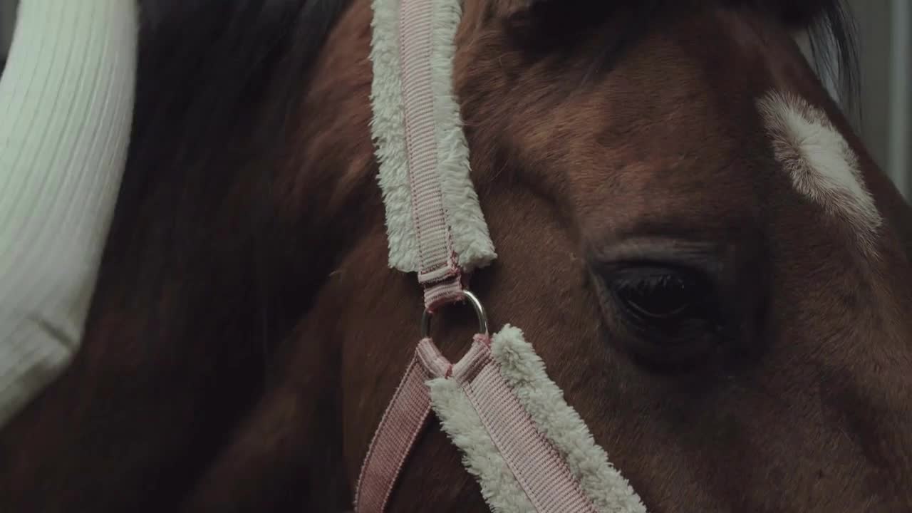 Young woman combs the horse mane